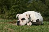 BOULEDOGUE AMERICAIN 282